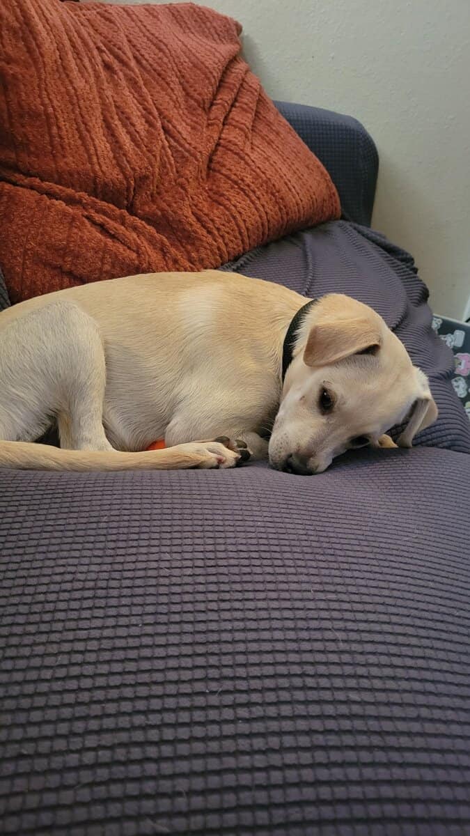 DOG REHOMING image 4