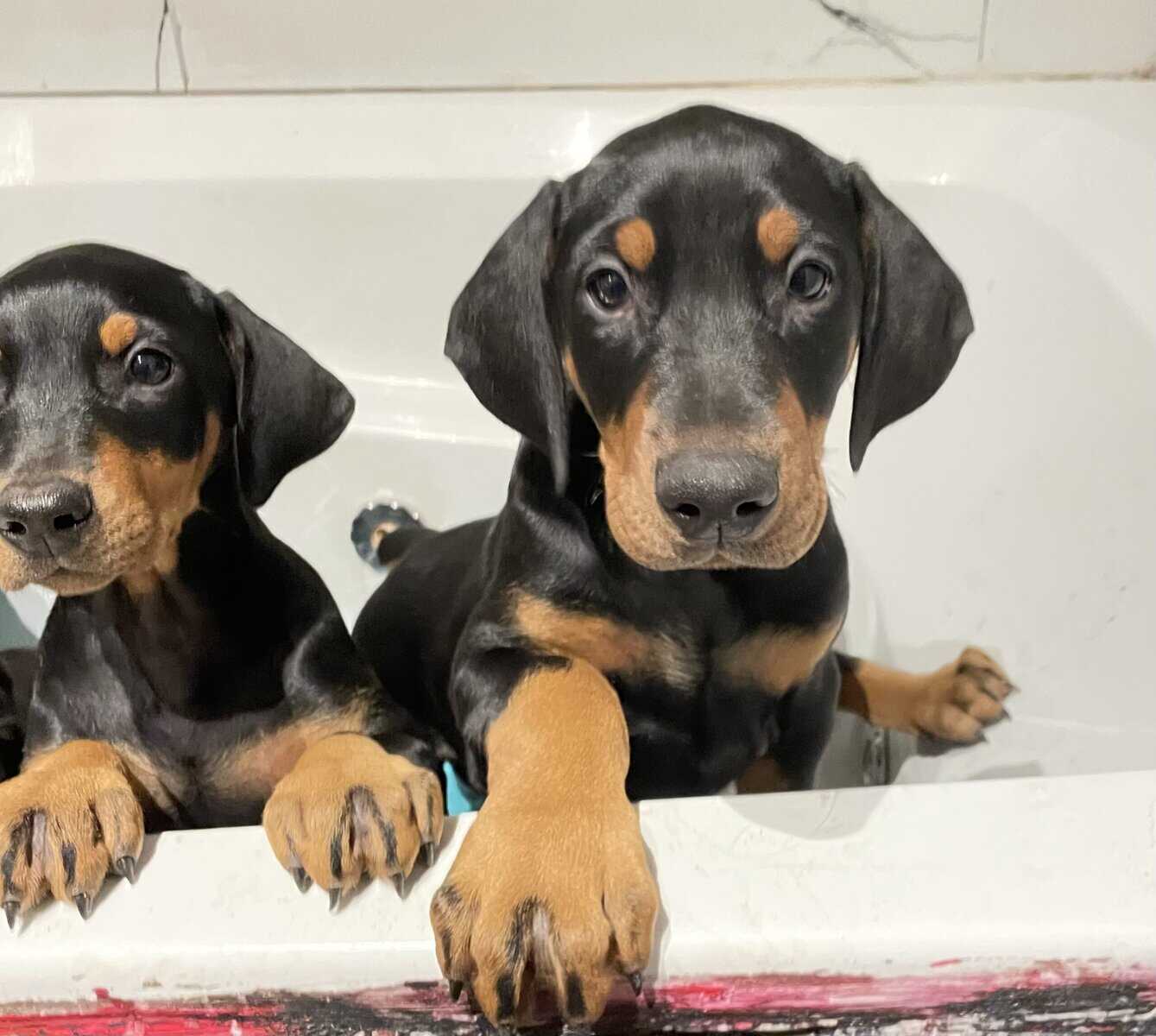 Doberman Puppies image 10