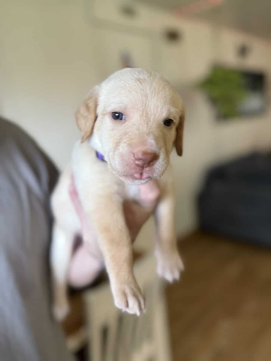 Looking for their furever homes! image 4