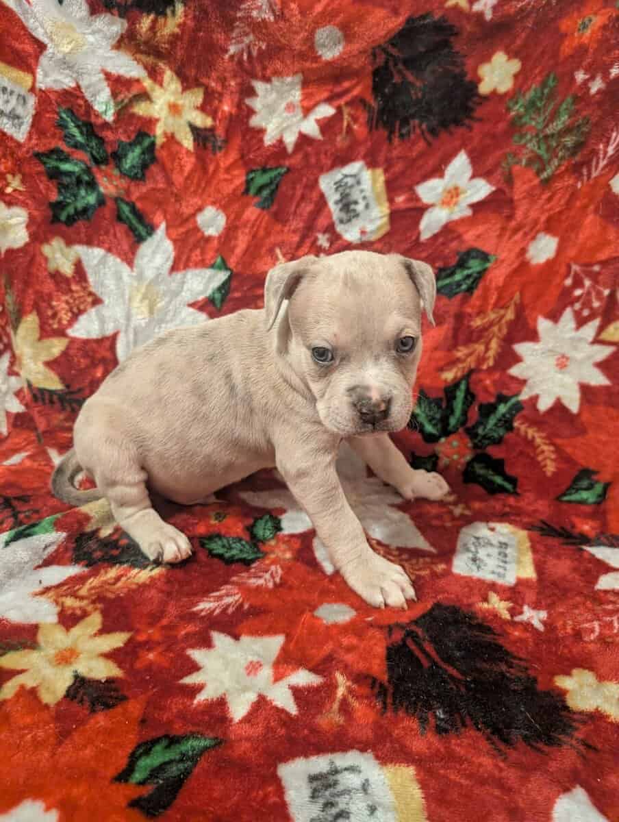 American bully puppies image 1