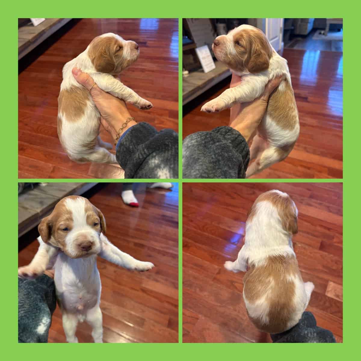 Brittany Pups image 2