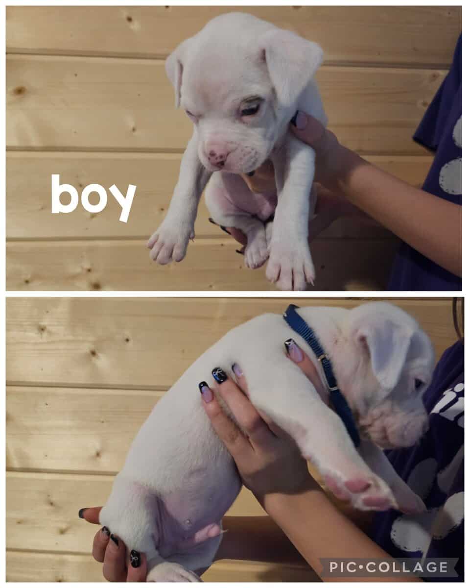 Pitty puppies image 4