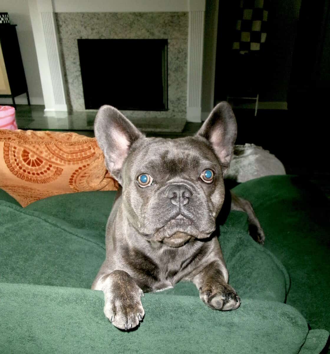 1.5 yo male frenchie image 1