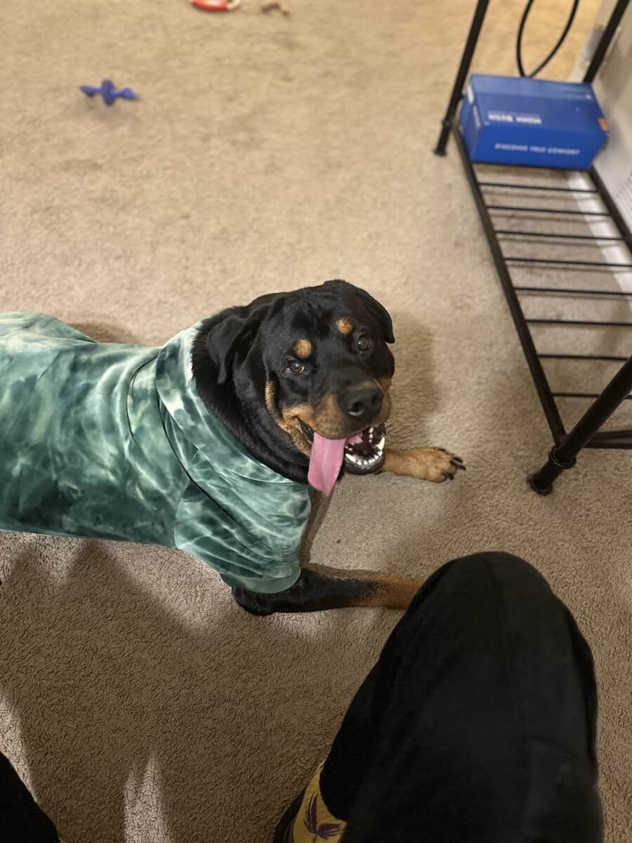 Adult Rottie Trained and Ready! image 1