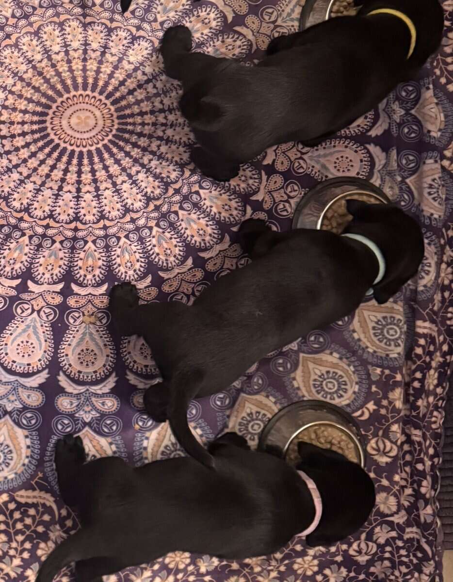 Lab puppies image 3