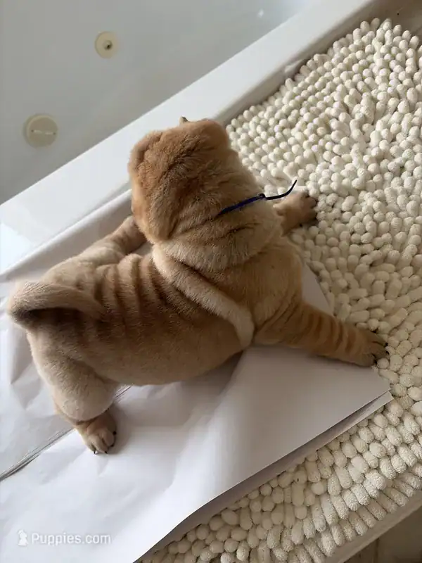 Chinese Shar-pei image 6
