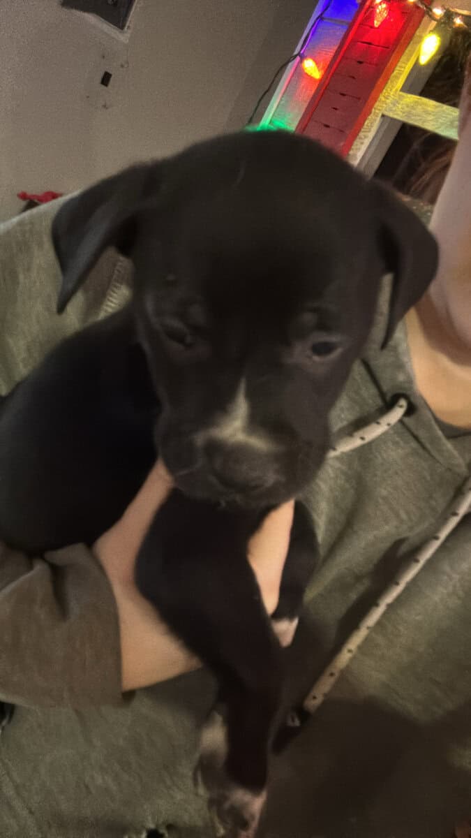Puppies and young male dogs image 7