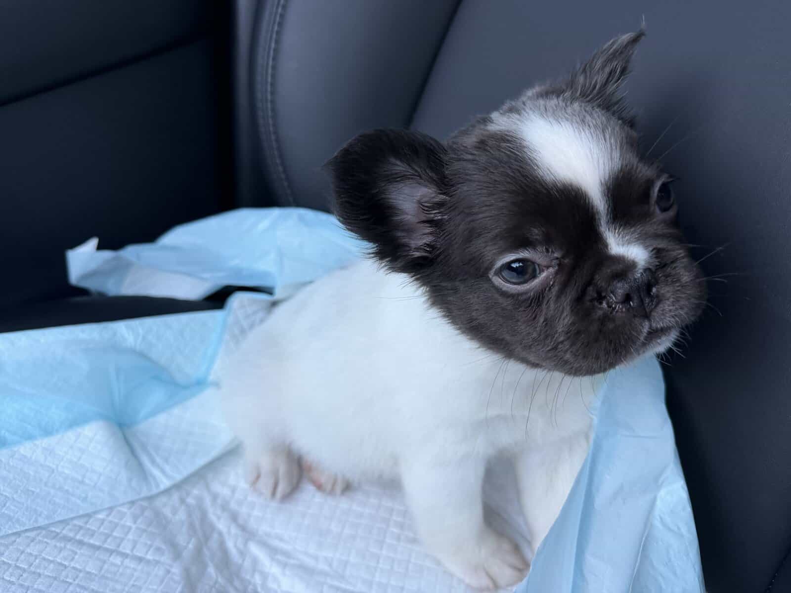 Fluffy French bulldog puppy black-and-white image 4