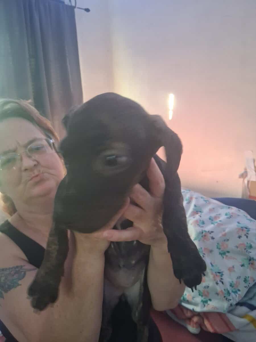 Free puppys image 2