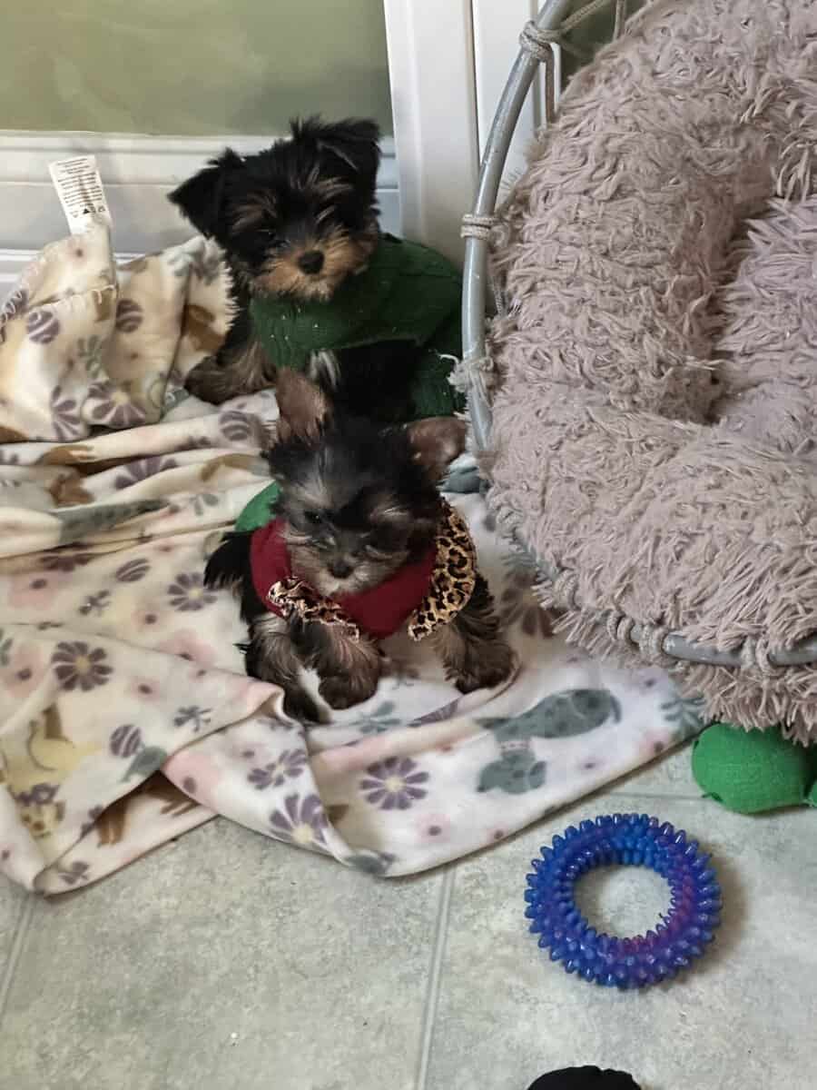 SC yorkie puppies image 2