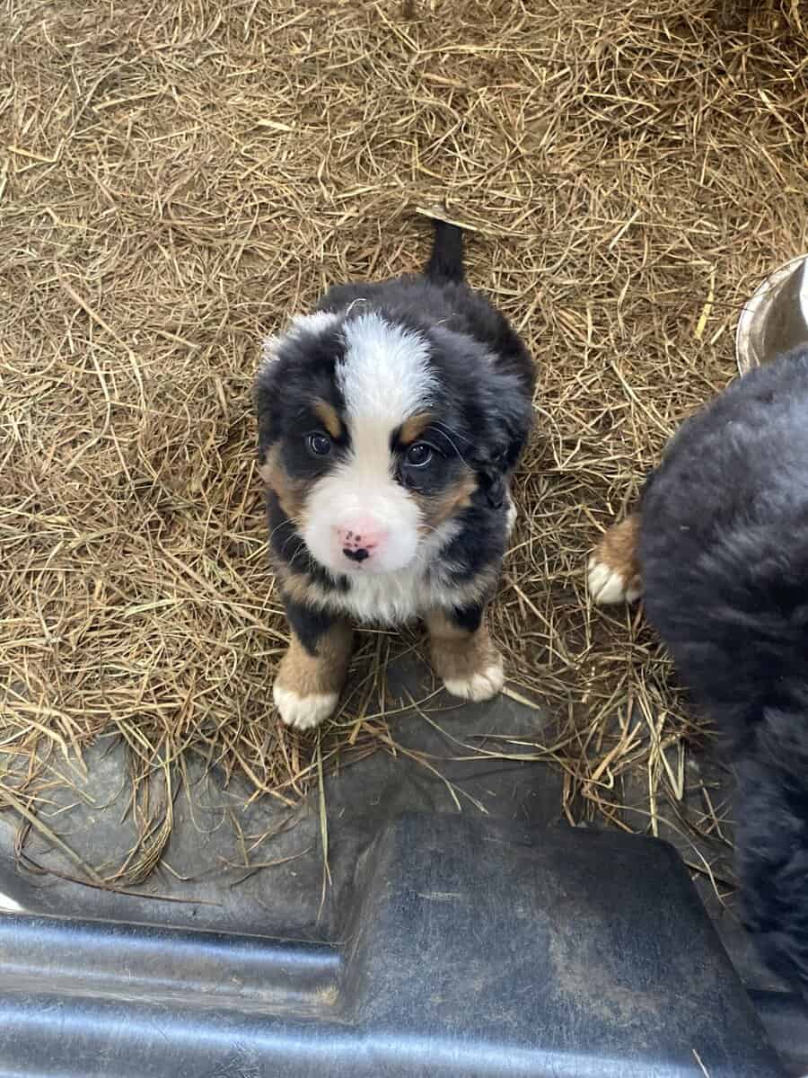 Bernese mountain dog puppies for sale image 2