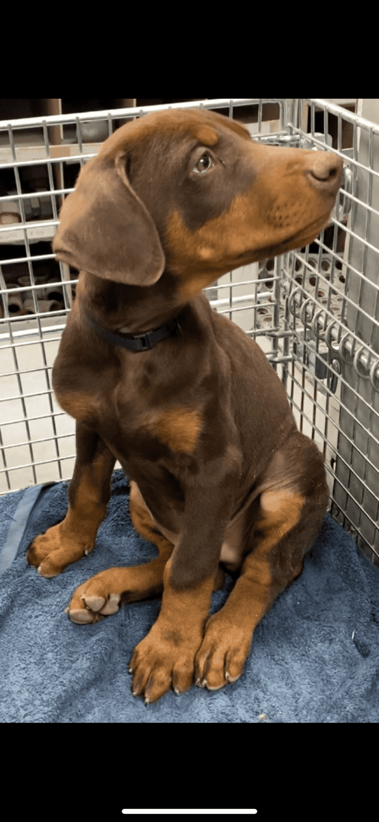 Rehoming Red Doberman Puppies image 3