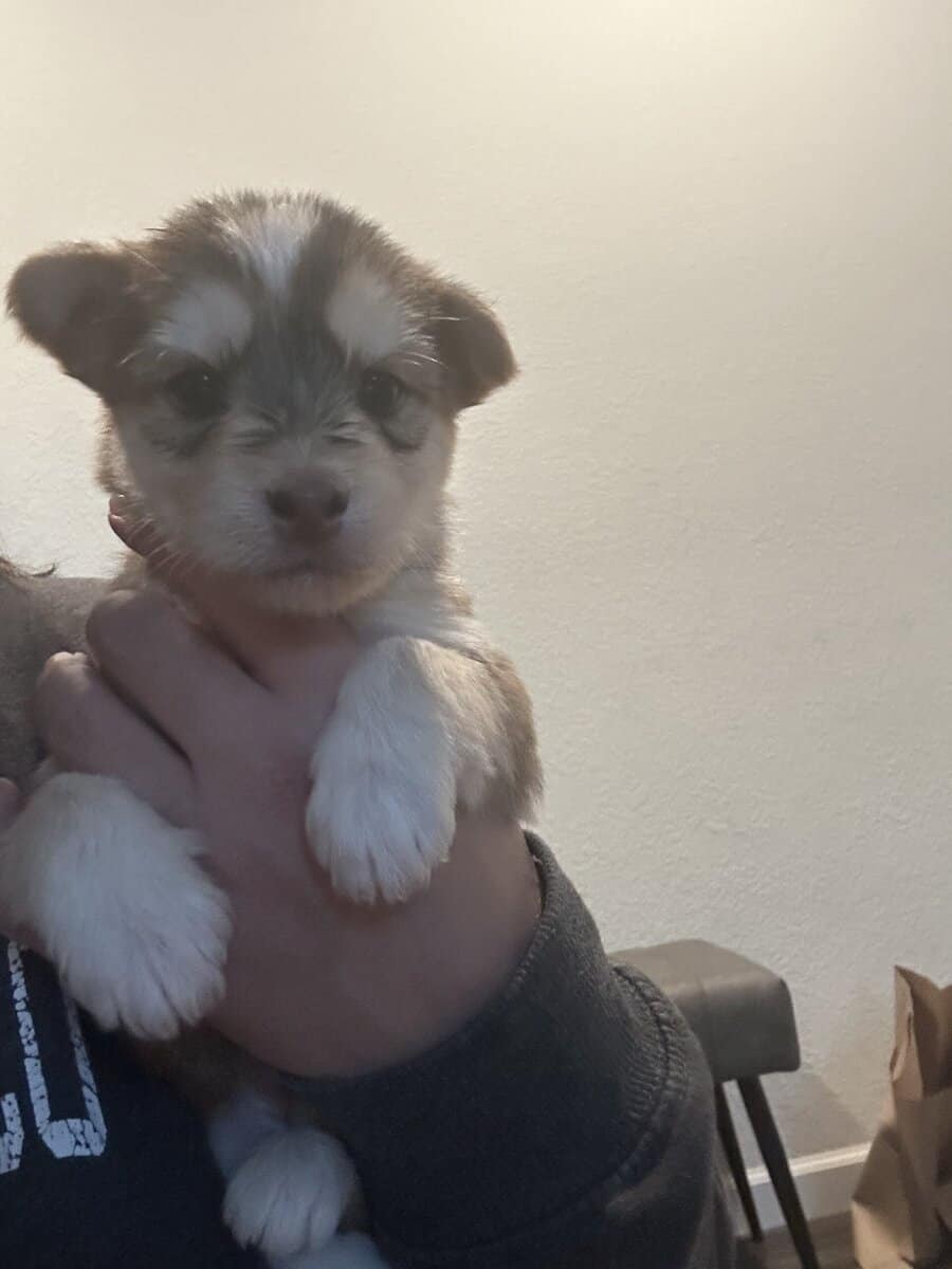 Mixed husky/terrier puppies image 6