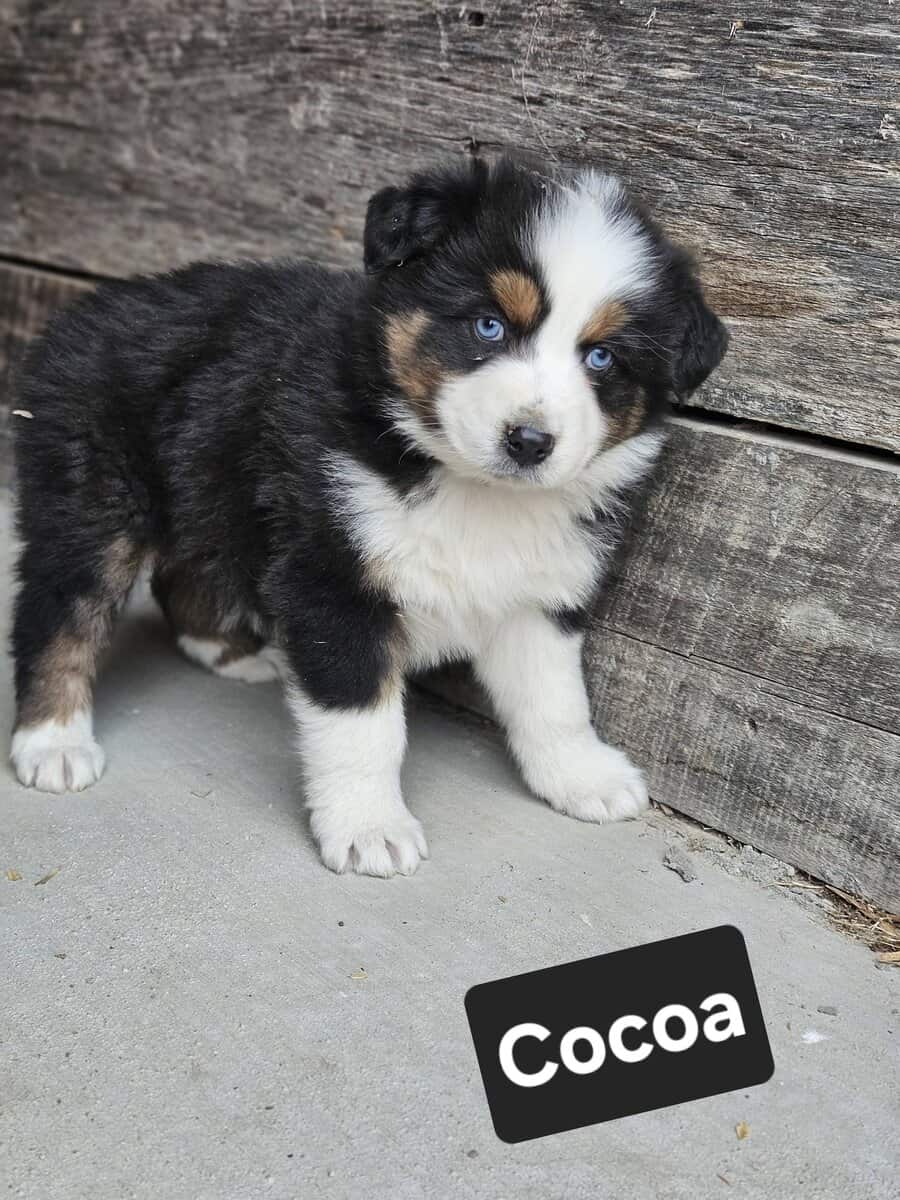AKC Australian Shepherd Tri Male image 1