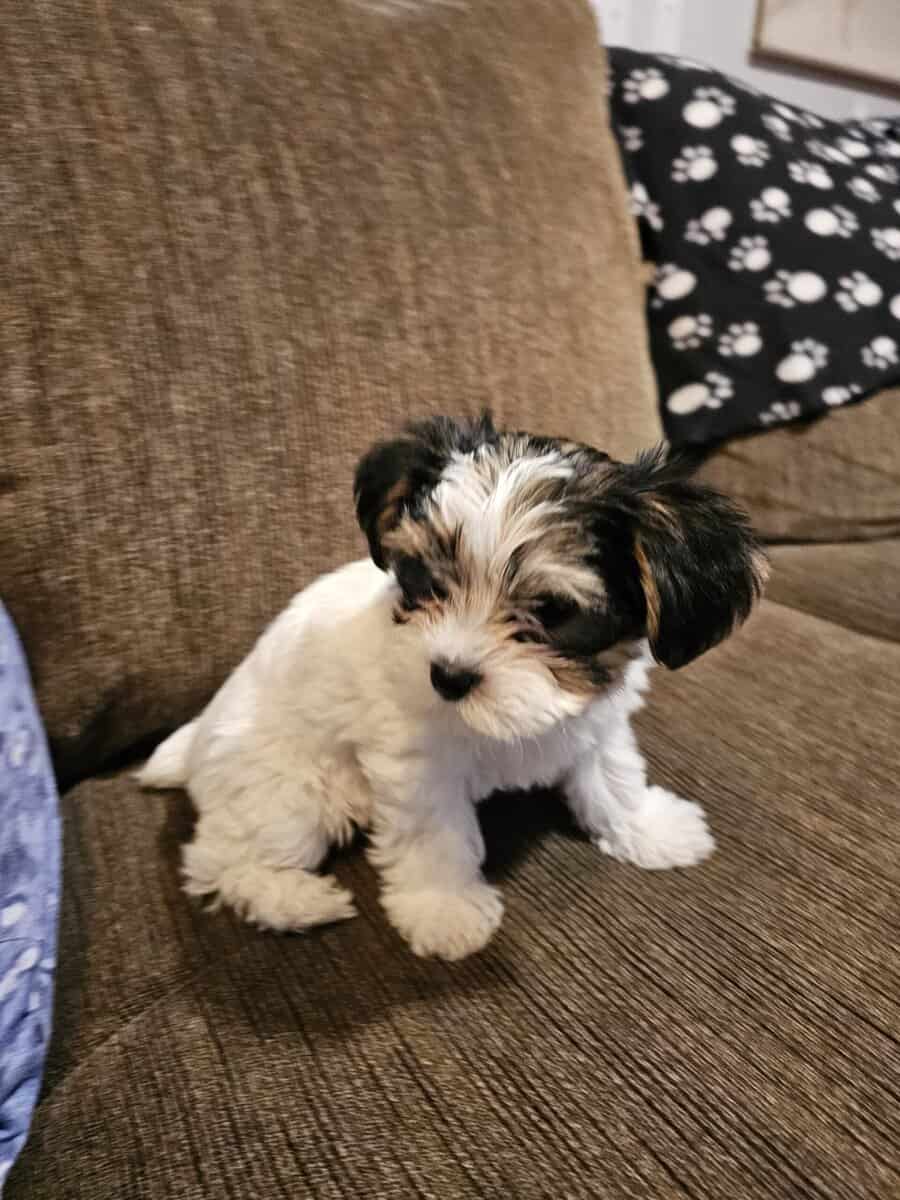 Parti Yorkie needs furever home image 8