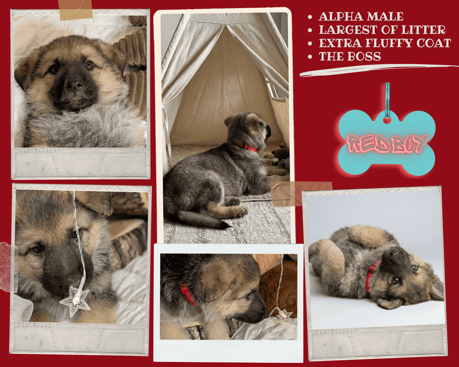 Six adorable 8-week-old German Shepherd puppies ! image 8