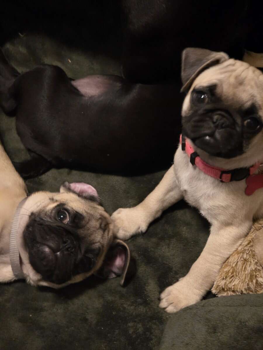 Pug puppies for sale image 5