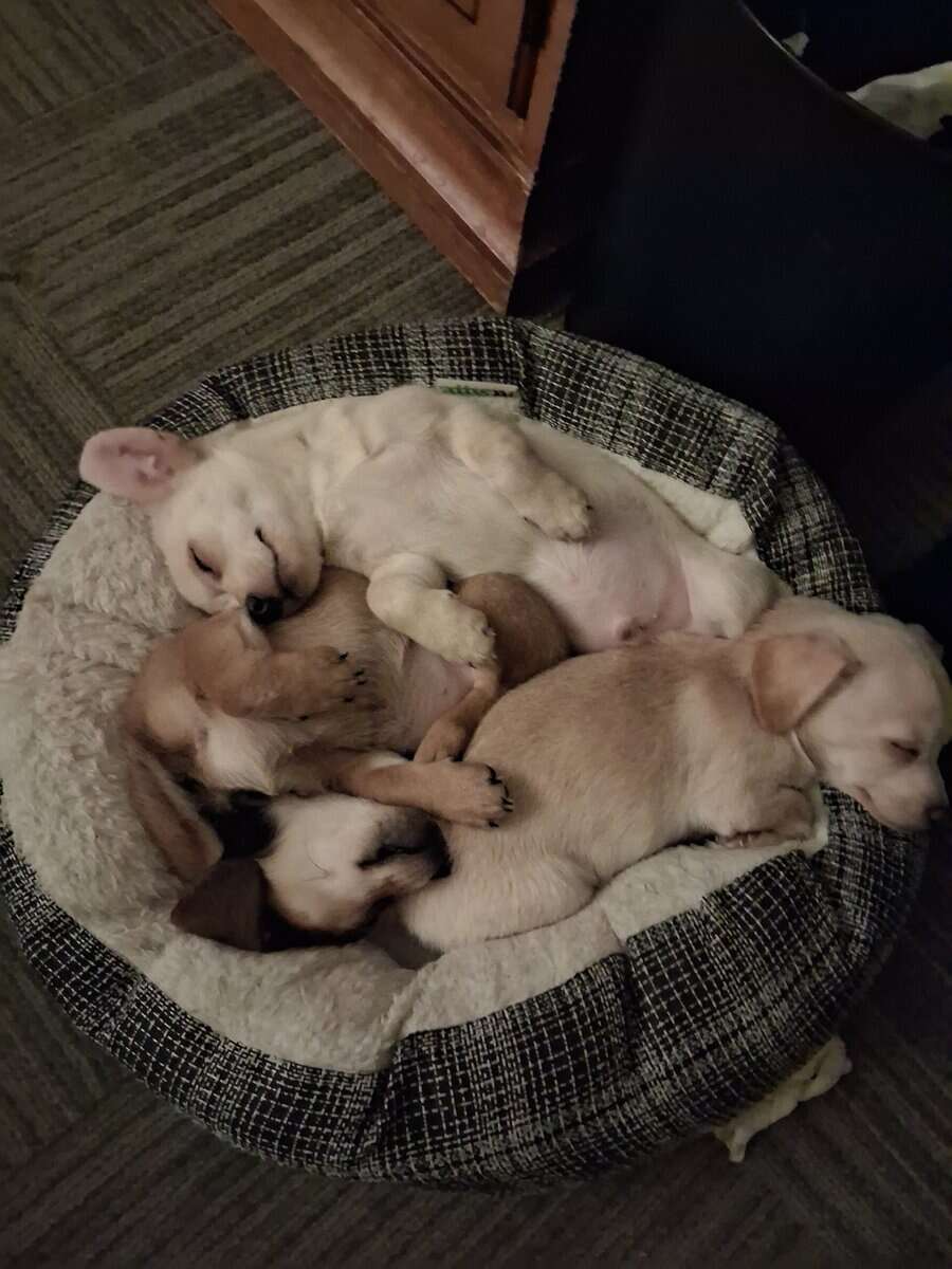 shih tzu chihuahua puppy mix image 8