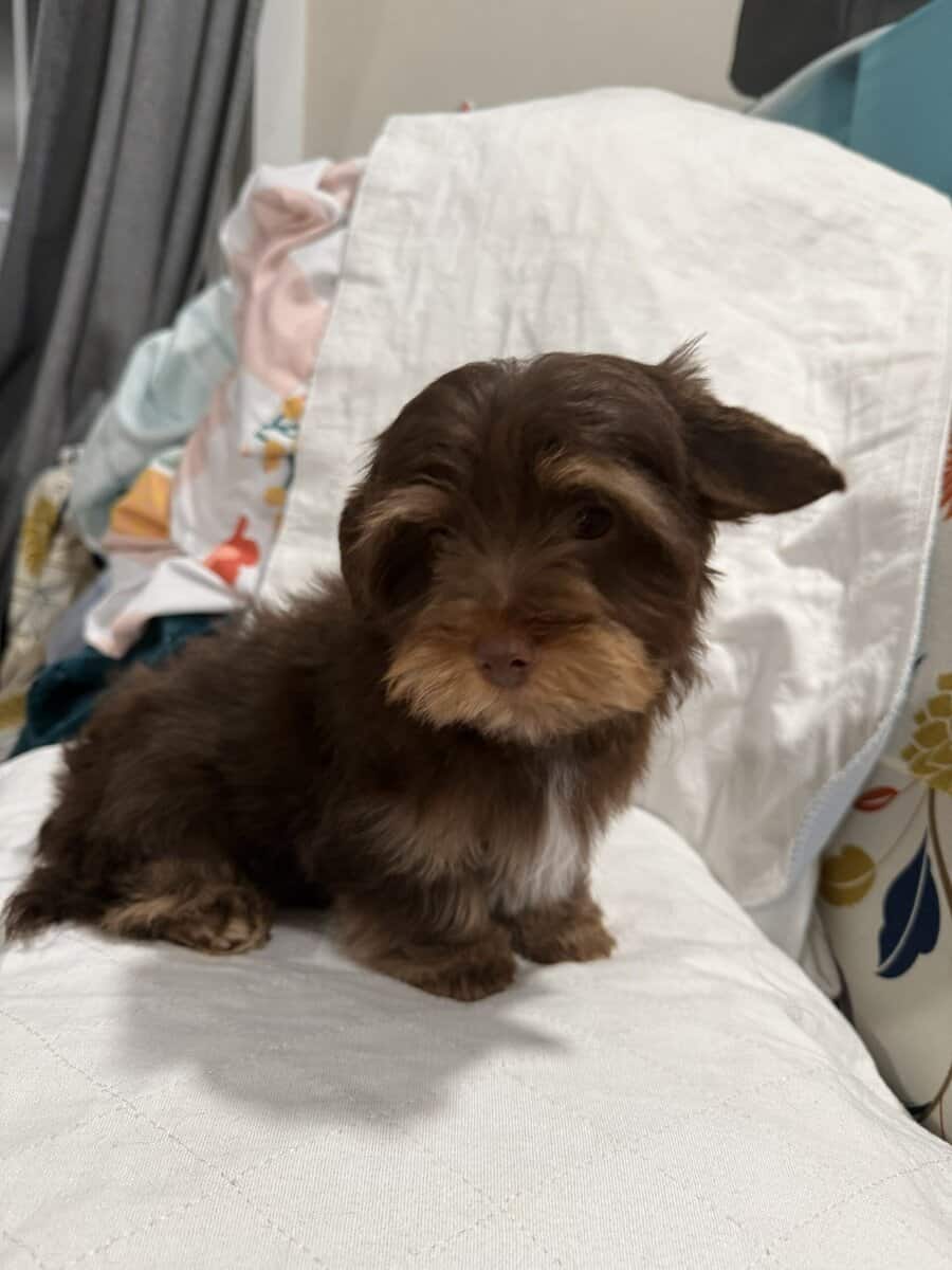 Rare Bitter Chocolate Yorkipoo cuddle bug image 4