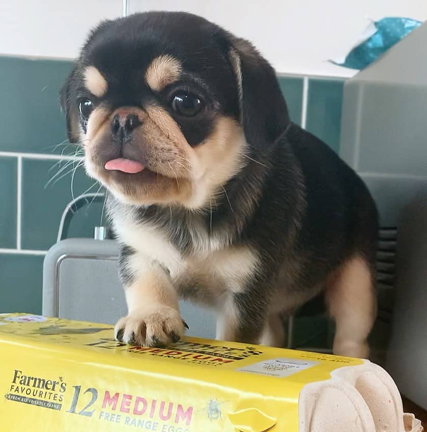 Male and female pug puppies for adoption image 5