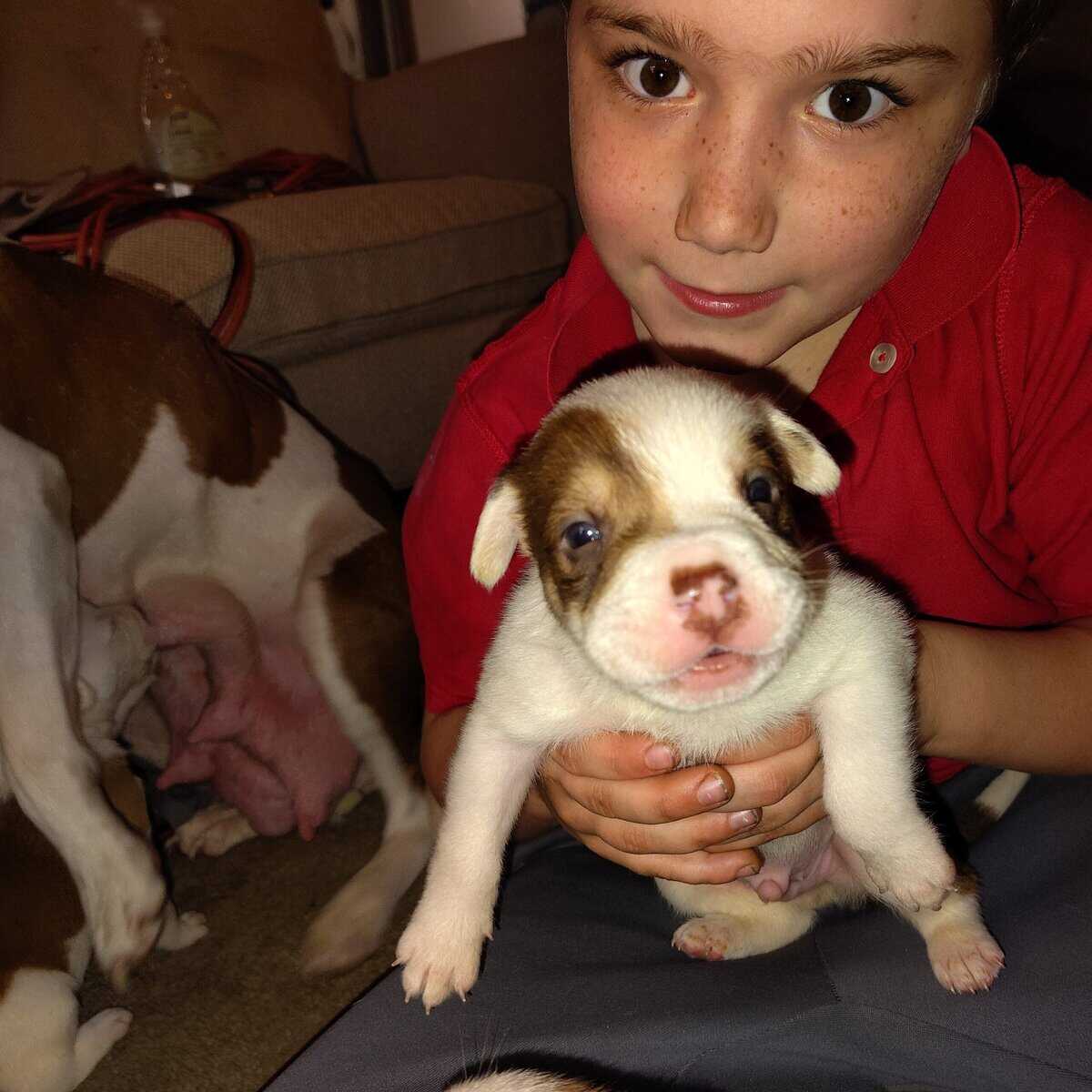 Rehoming puppies image 2