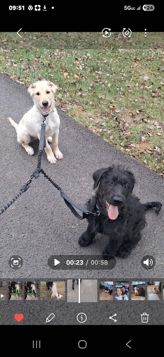 Labradoodle Puppies image 3
