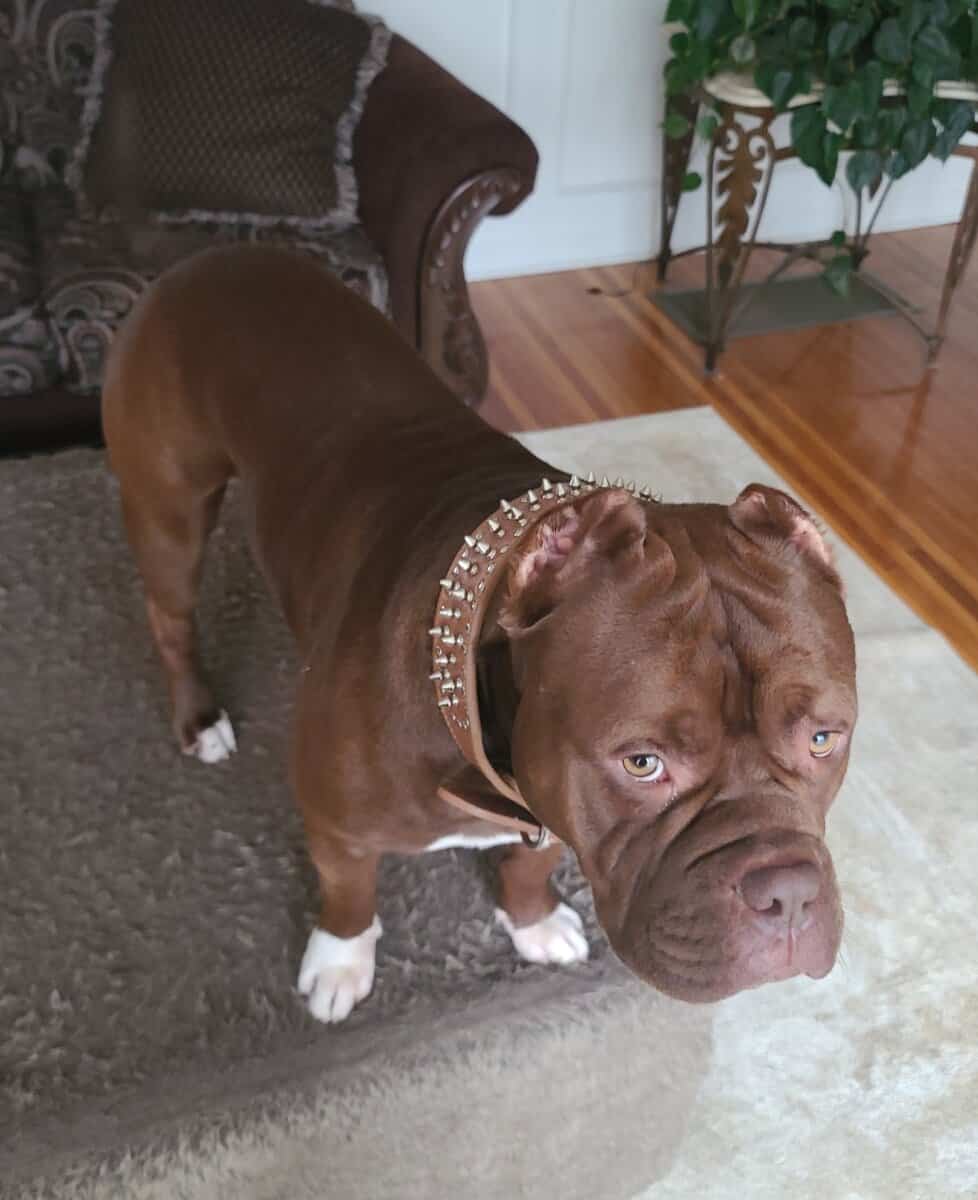 American Bully image 3