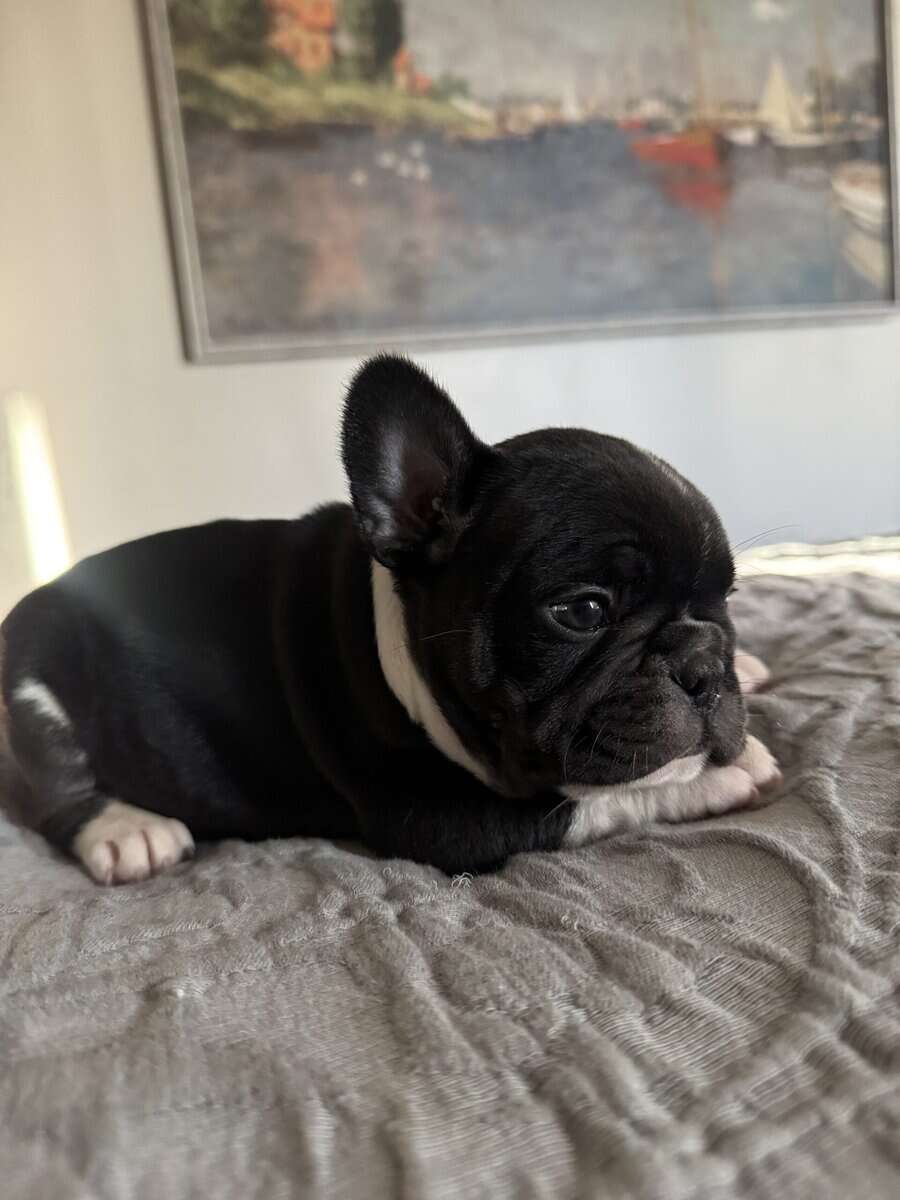 French Bulldog Puppies image 7