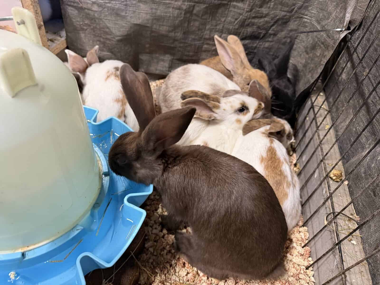 New Zealand Bunny Kits — Sweet, Chunky, & Ready No image 9