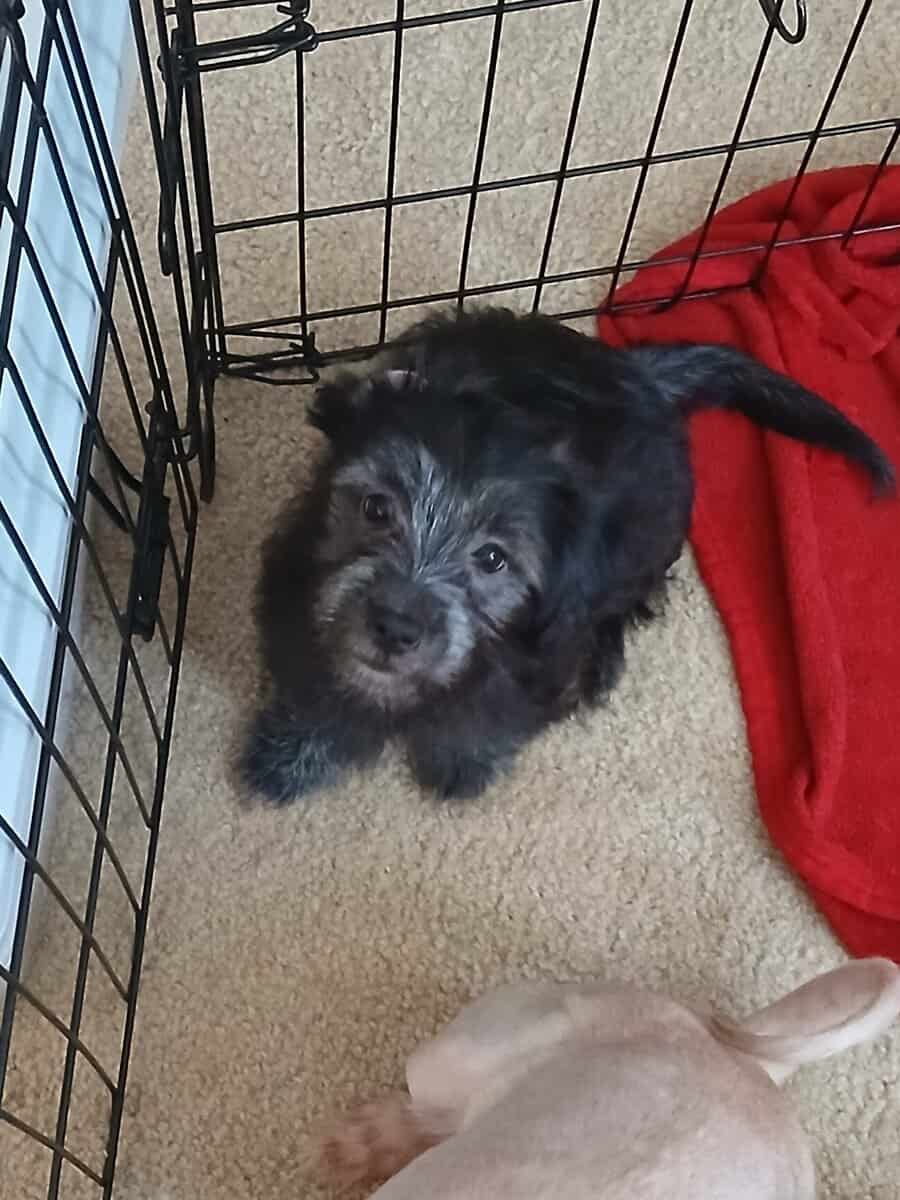 Shih Tzu Mix Puppies for Sale – $200 Eac image 2