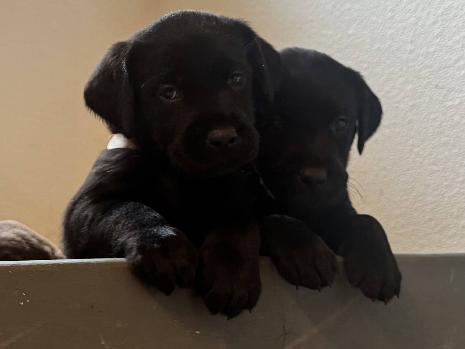 Lab puppies image 2
