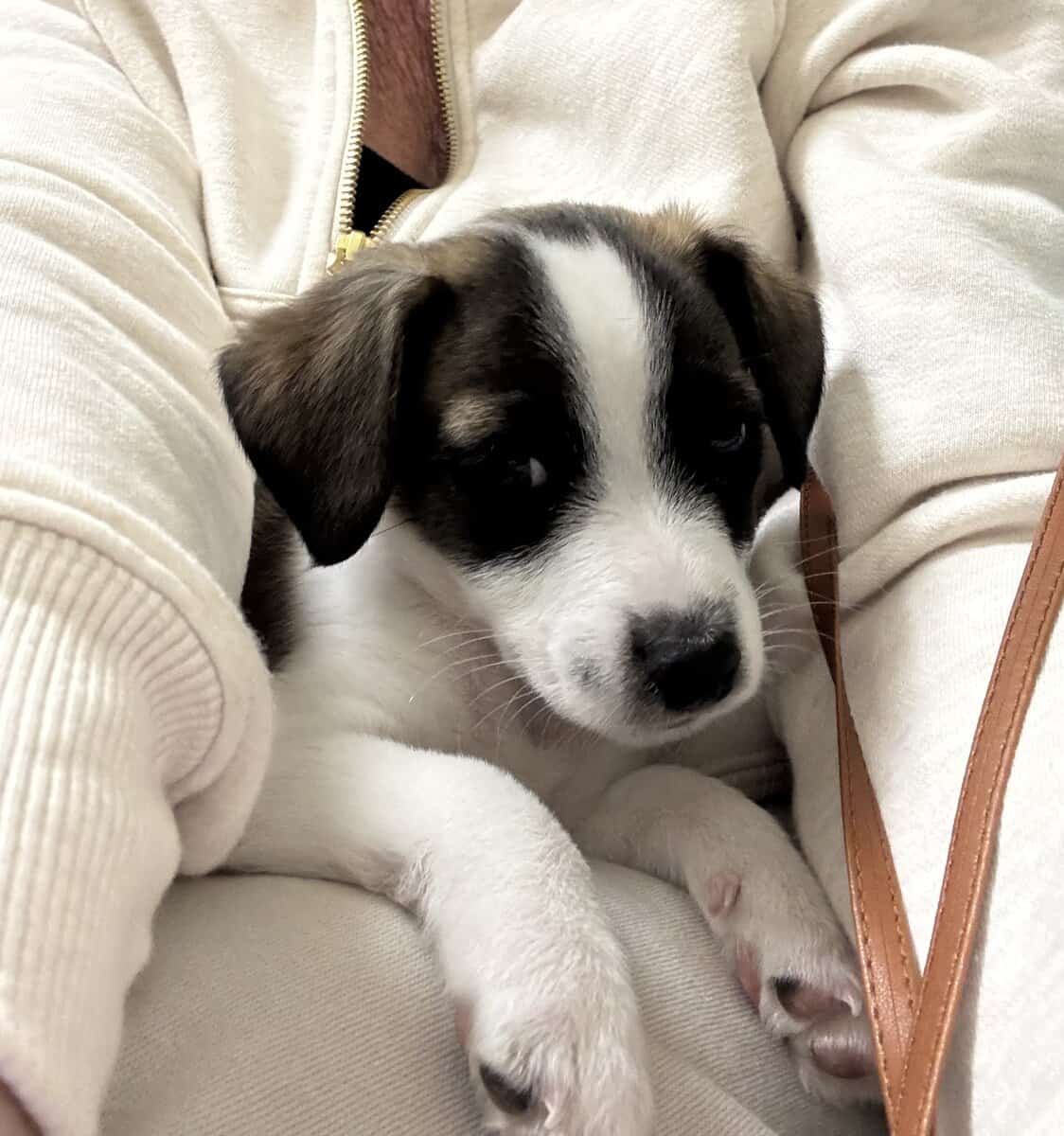 Free - Chihuahua mix nine week old puppy image 3