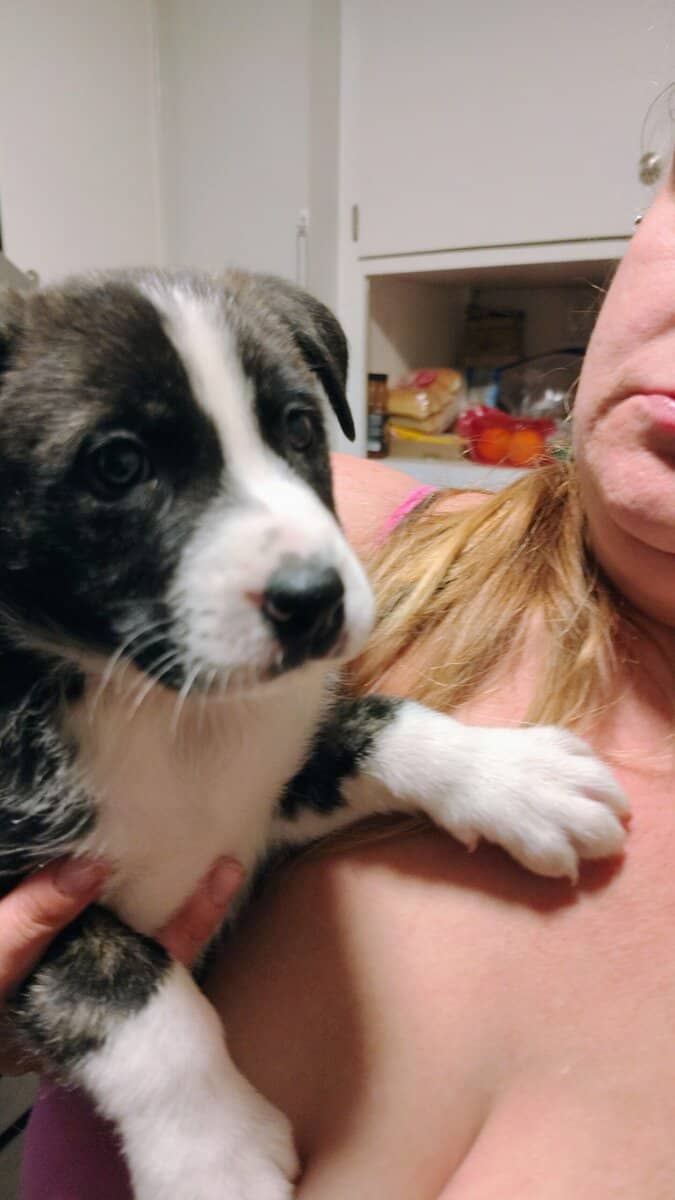 6 puppies image 10