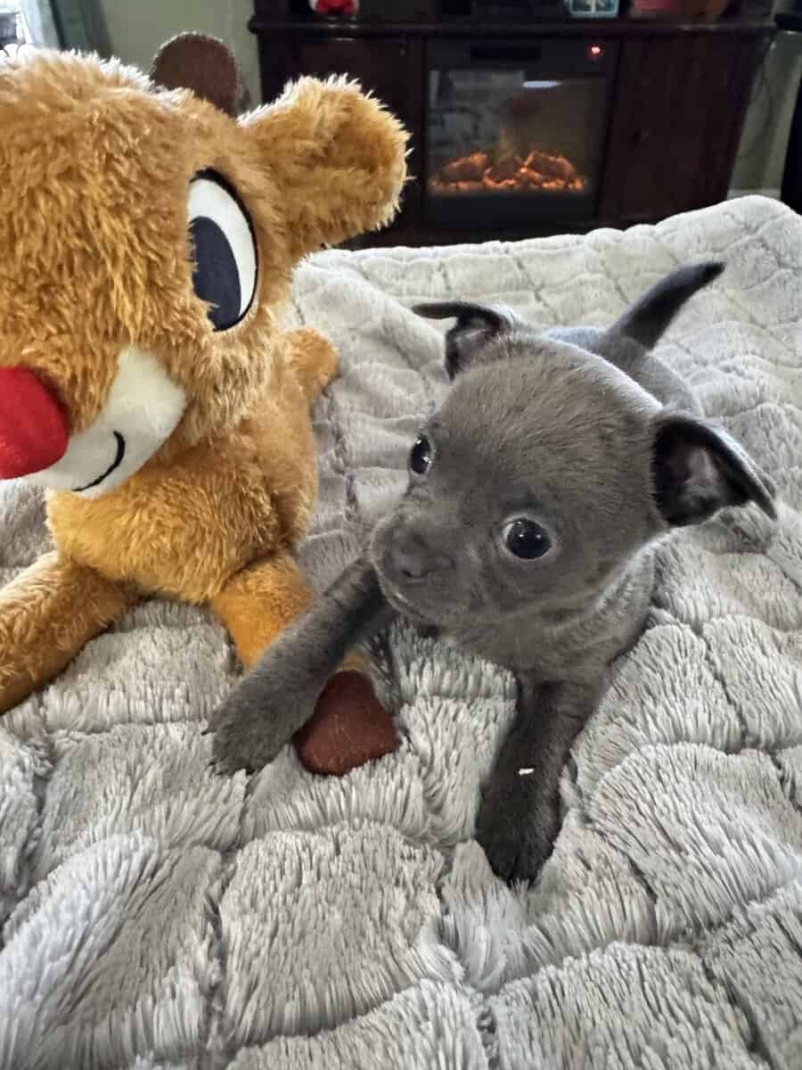 Applehead Chihuahuas purebred image 10