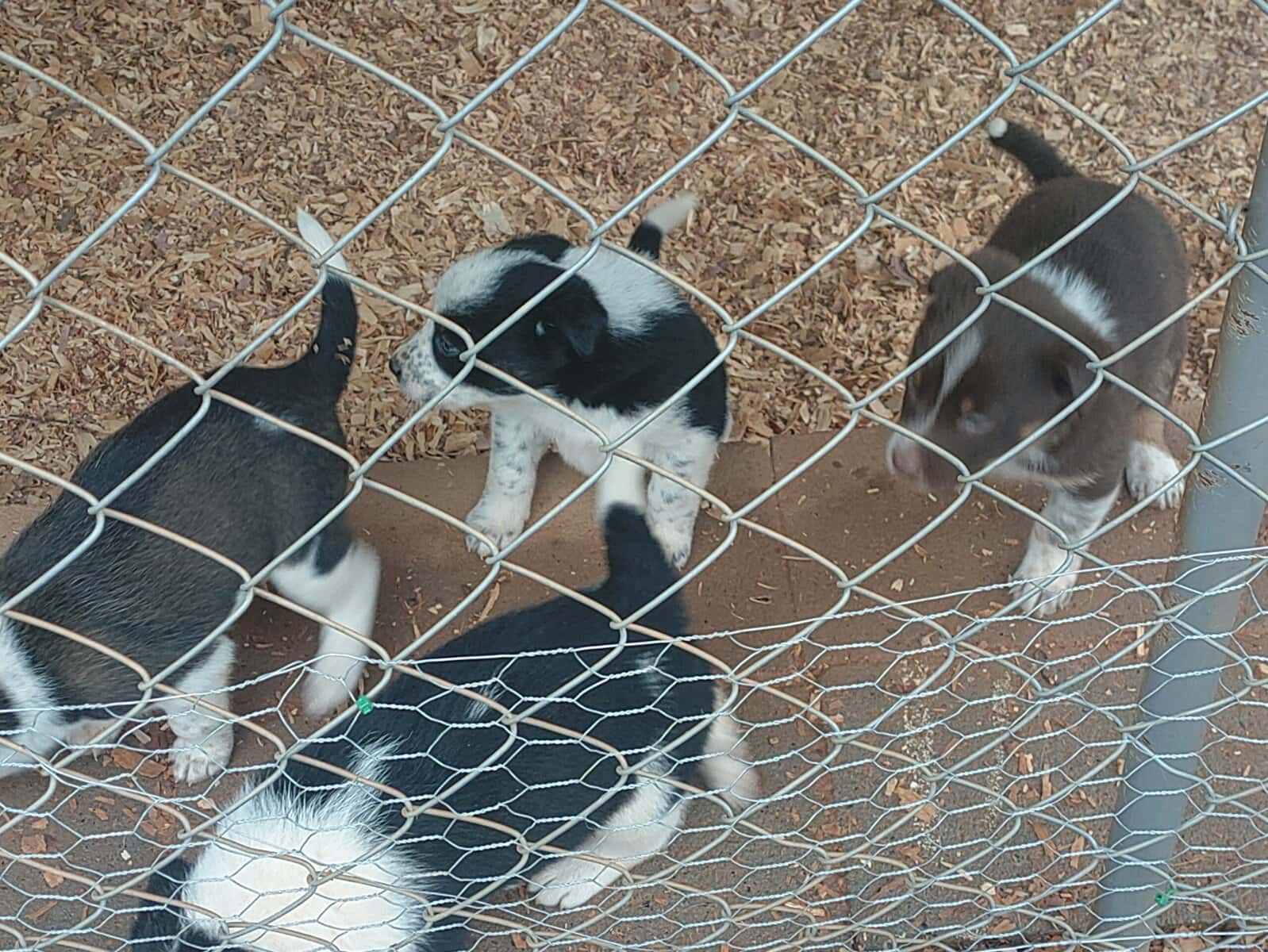 Border Collie/ Australian Shepard mix puppies image 12