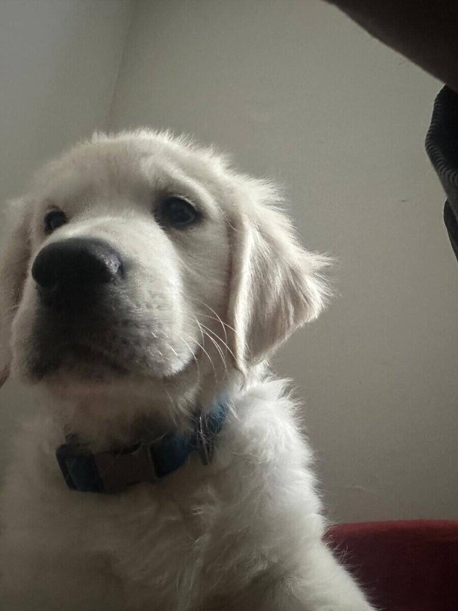 11 Week-Old Female Puppy for Sale image 8
