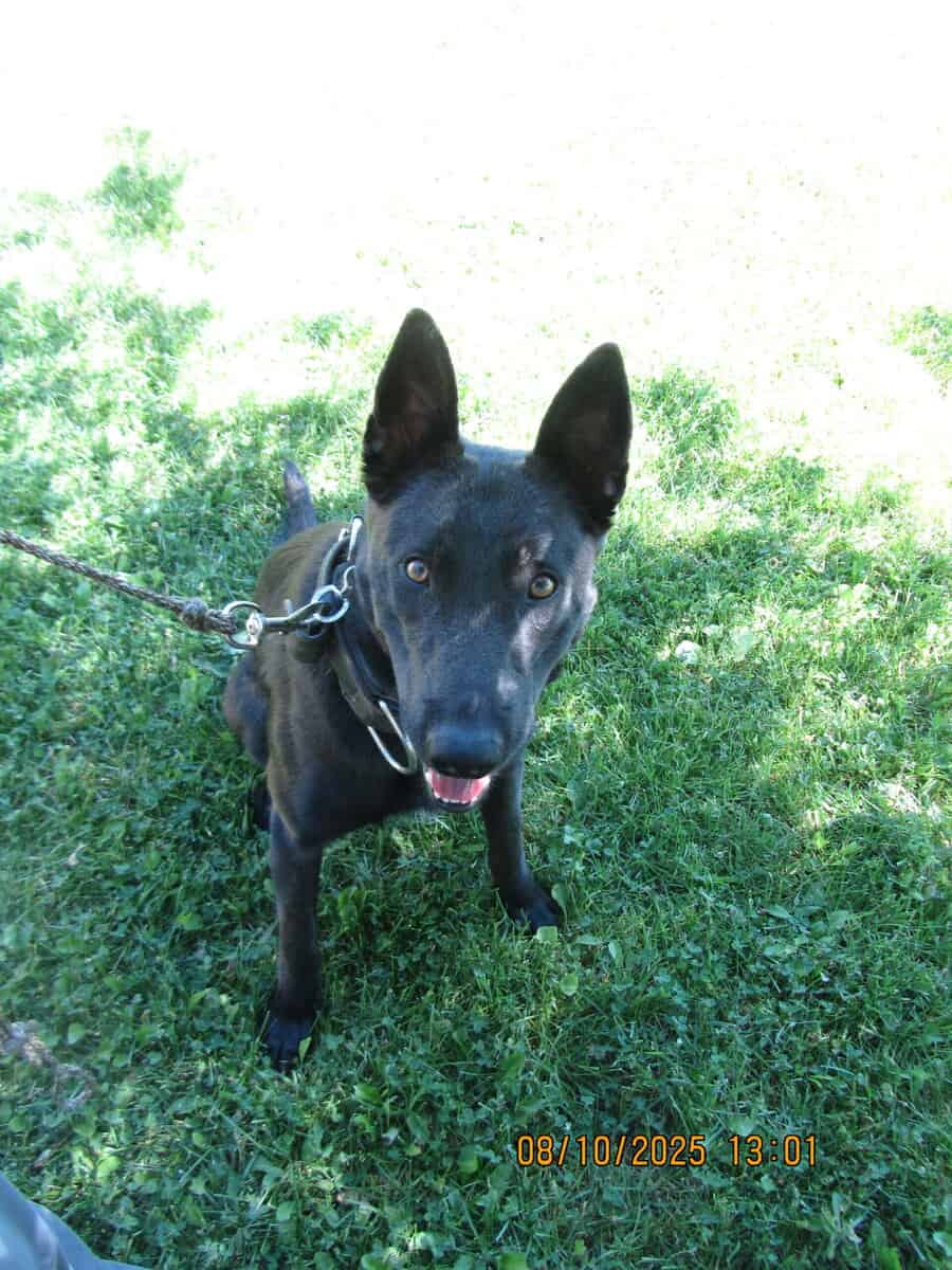 Female Belgian Malinois 1 1/2 yrs old image 3