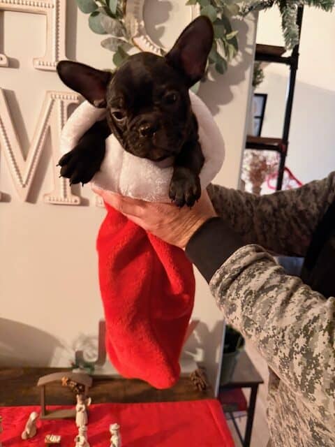 🐾 Miniature French Bulldog Puppies – 9 Weeks Old image 5
