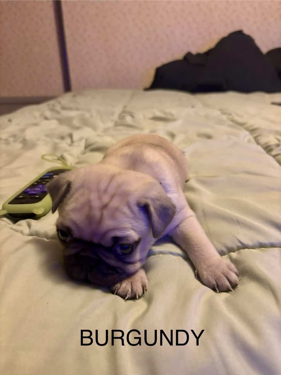 PUG PUPPIES!! image 9