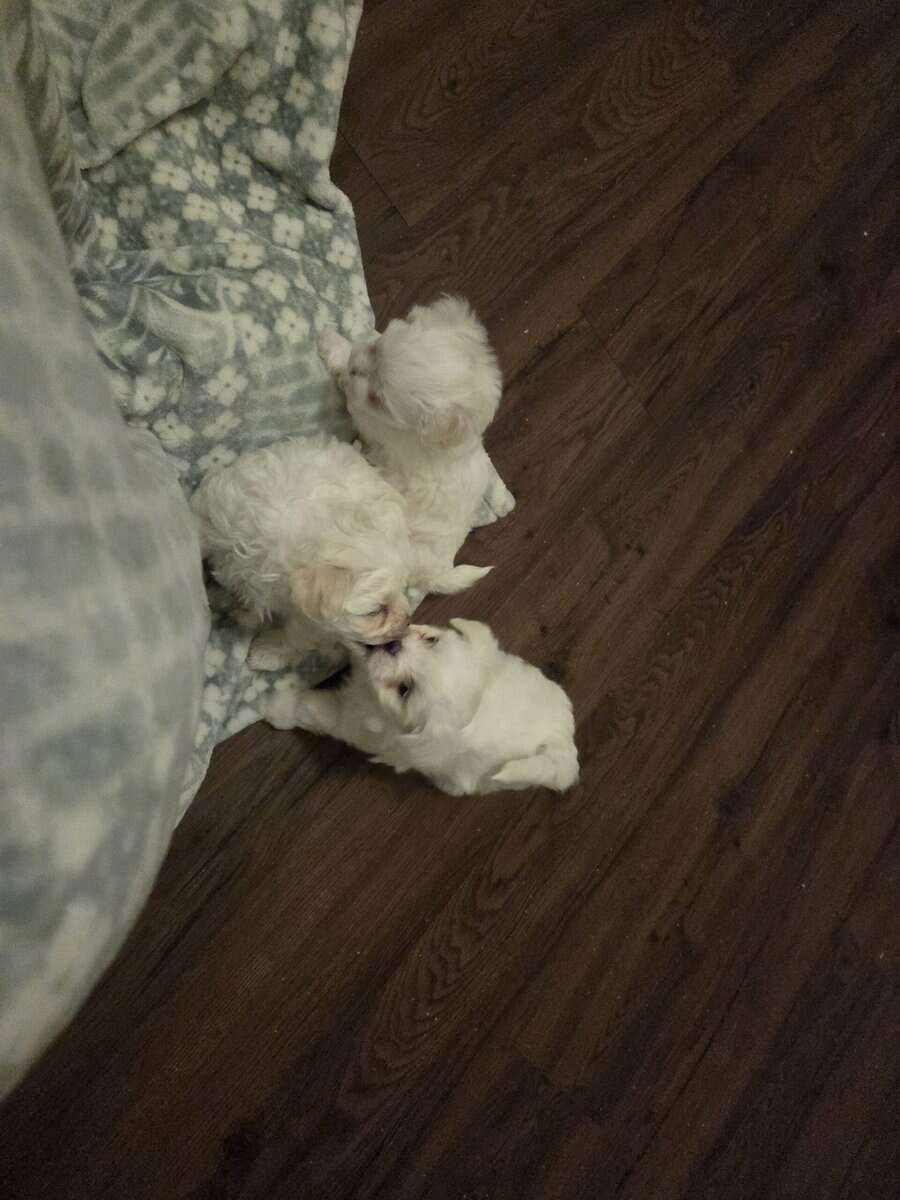 Maltese Purebred Puppies image 5