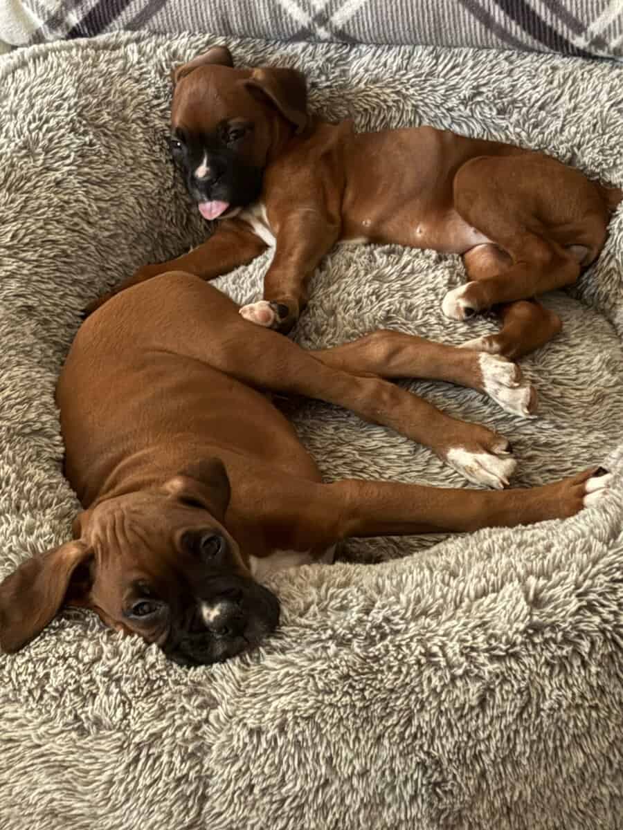 Boxer puppies image 2