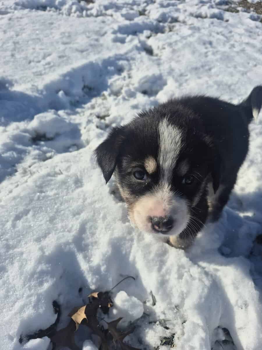 Blue Heeler Mom and German Shepherd Dad puppies image 20