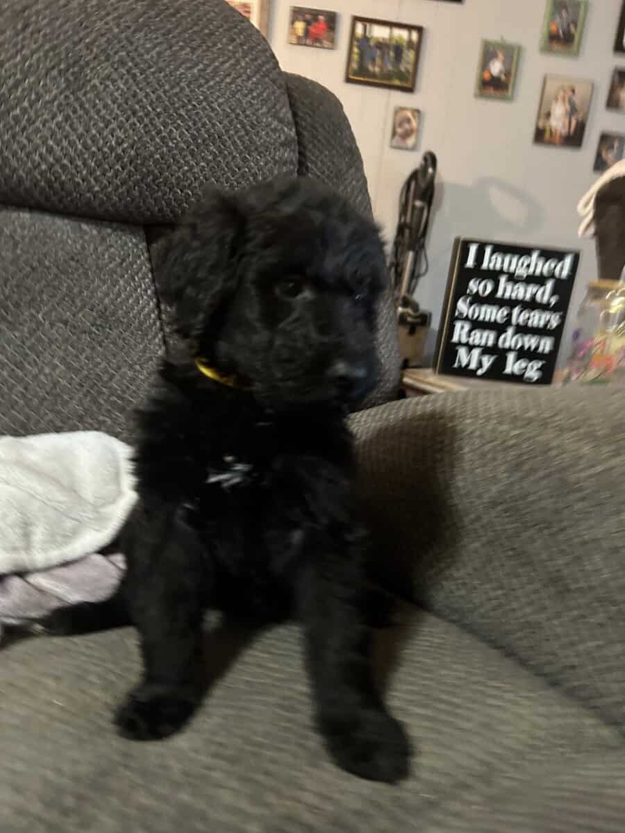 German Shepherd- Standard Poodle mix puppies image 2