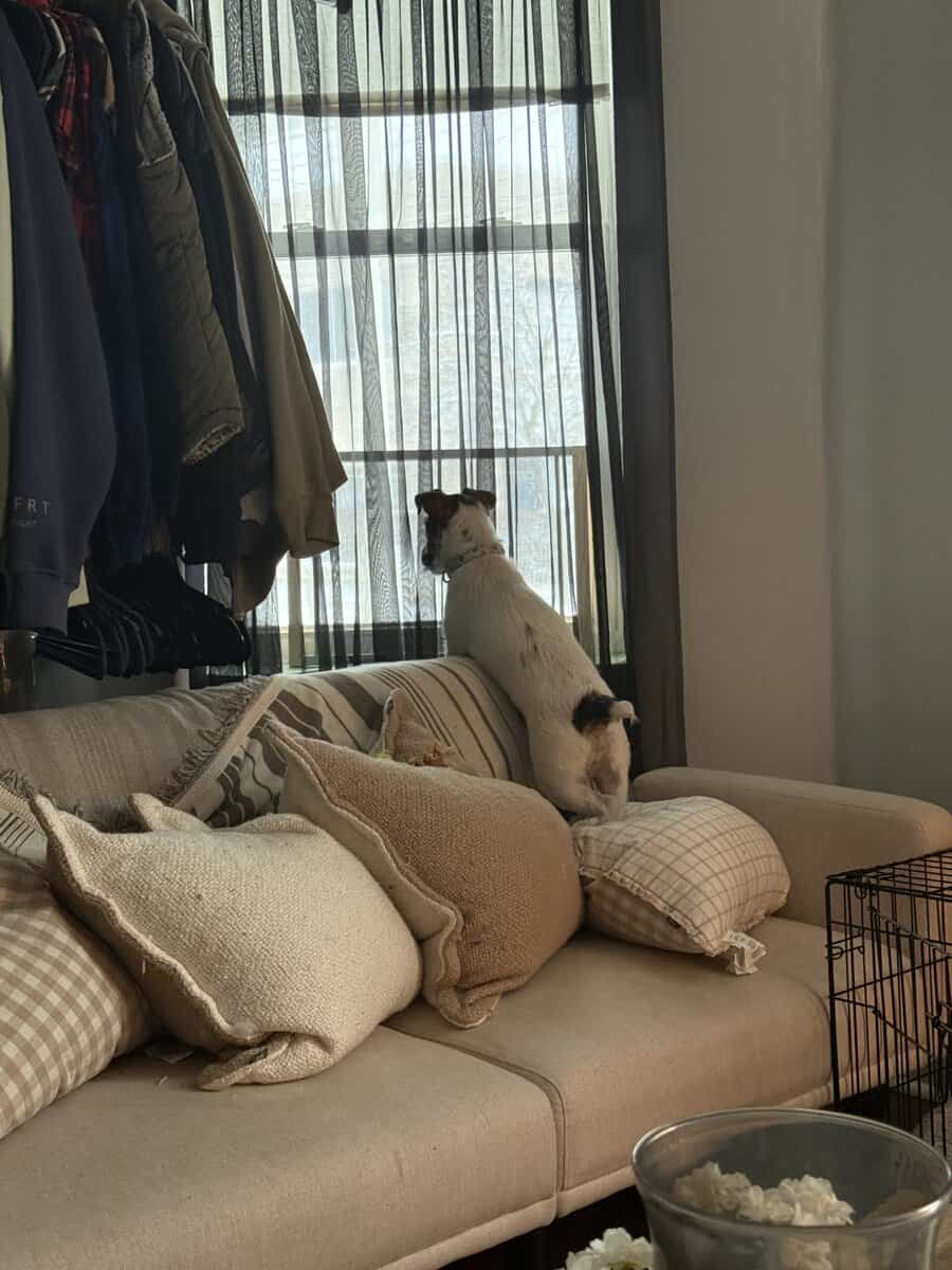 Need to rehome my 9 month old puppy image 3