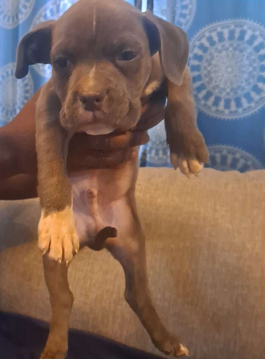 BRAND NEW AMERICAN BULLYS AVAILABLE image 12