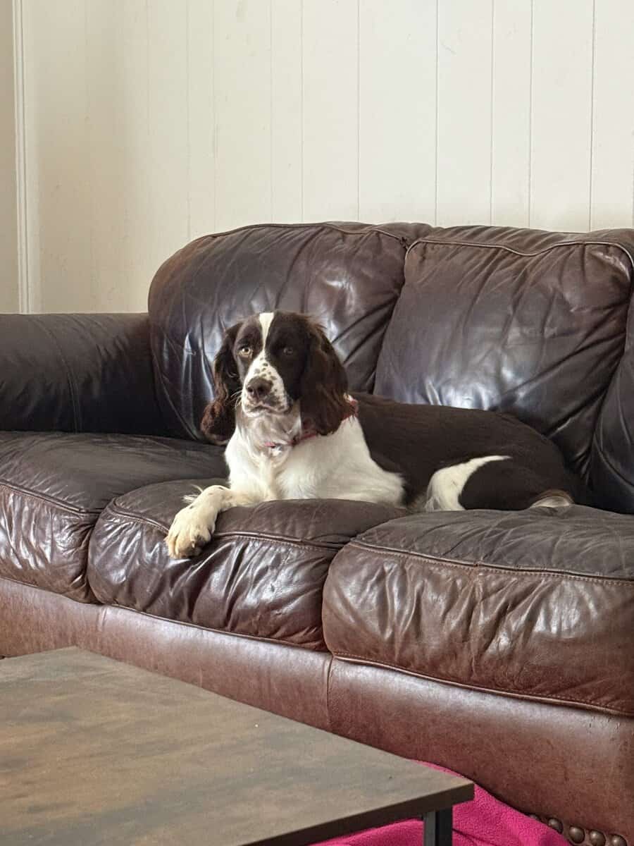Annie the English Springer Spaniel image 2