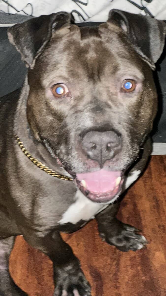 Adorable Pitbull Puppies – Now Reserving image 7