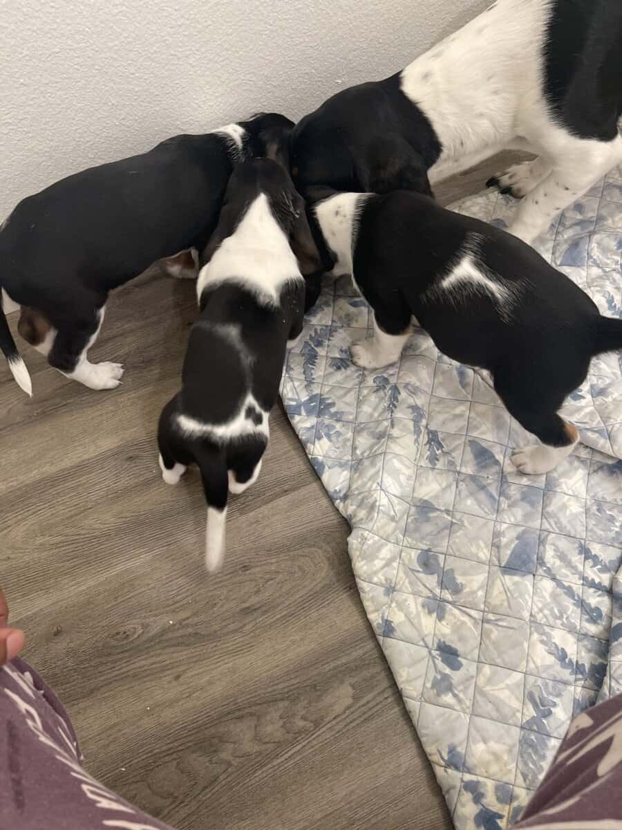 Bassett Hound Puppies image 4