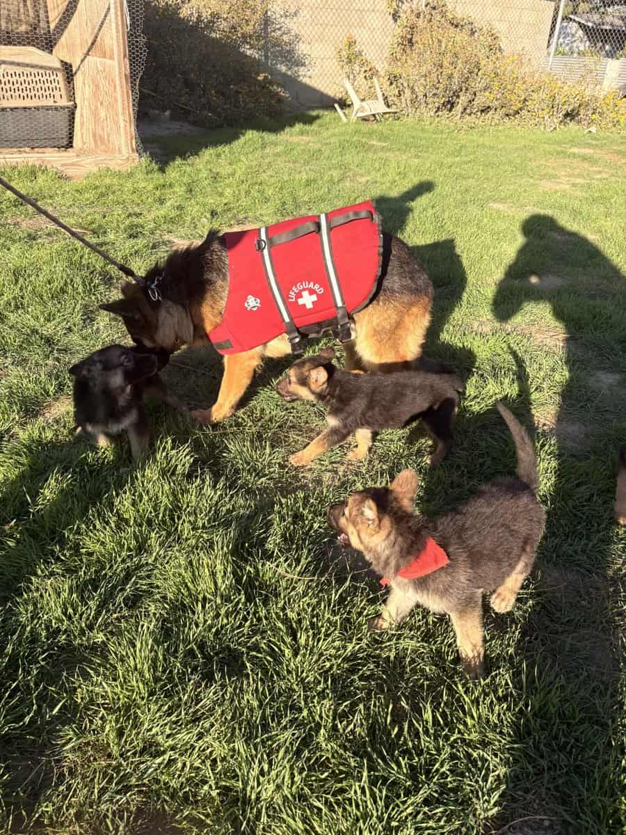 German Shepard Puppies image 4
