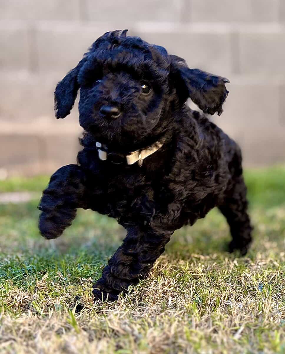 F2B Goldendoodle Puppy image 1